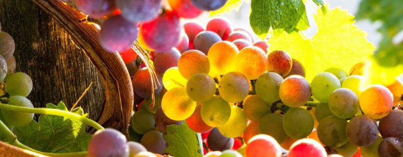 Blog Image for Food & Drink - RAISE YOUR GLASS FOR THE GRAPE HARVEST! A Life in Spain