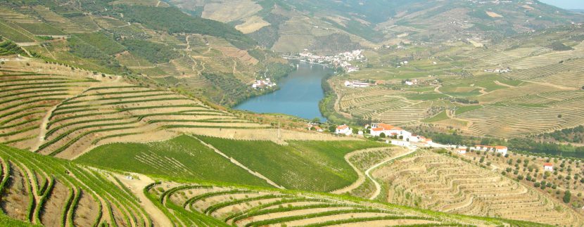 Blog Image for Wine Focus: Ribera del Duero A Life in Spain